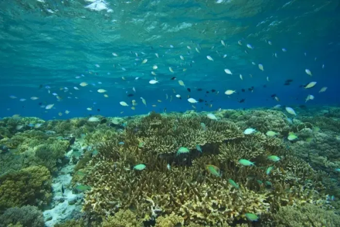 Framed Print : Damselfish, Pristine Scuba Diving at Tukang Besi / Wakatobi Archilpelago Marine Preserve Framed Print : Damselfish, Pristine Scuba Diving at Tukang Besi / Wakatobi Archilpelago Marine Preserve
