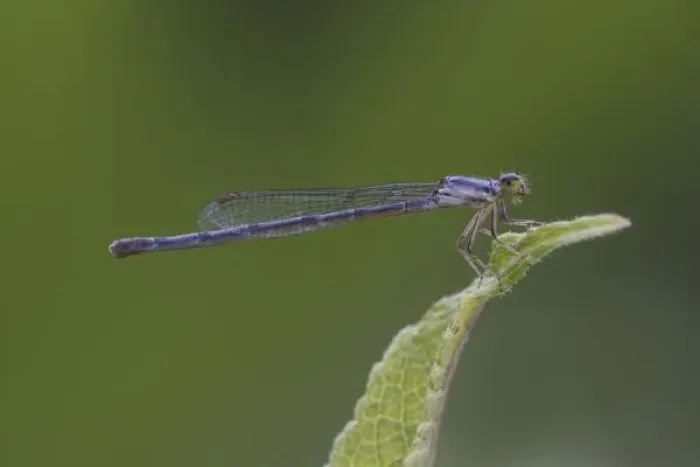 Framed Print : Damselfly, Argia spp