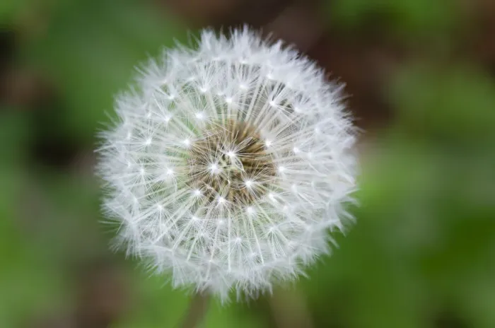 Framed Print : Dandelion seed head Framed Print : Dandelion seed head