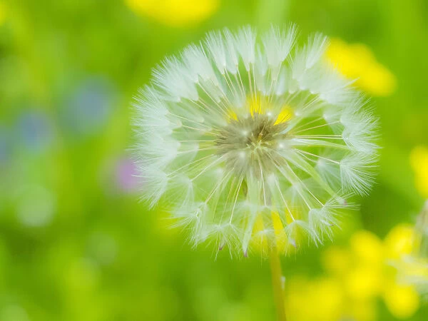 Dandelion seedhead close-up