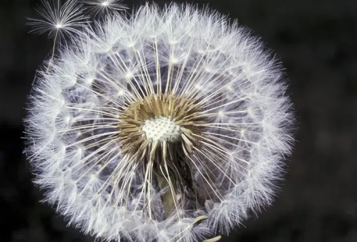 Framed Print : Dandelion seeds Framed Print : Dandelion seeds