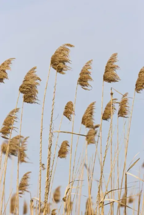 Framed Print : Danube Delta, reed from last year. Reed is harvested in the Danube Delta for roofing Framed Print : Danube Delta, reed from last year. Reed is harvested in the Danube Delta for roofing