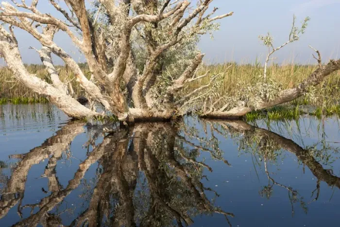 Framed Print : Danube Delta during spring, with flooded riparian forest, romania