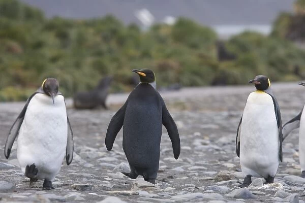 A dark charcoal gray colored melanistic king penguin stands out in a crowd of normal