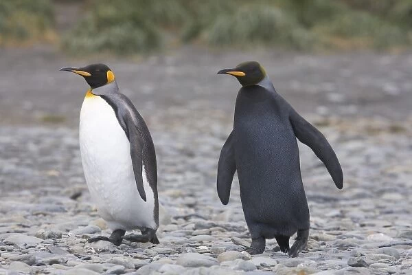 A dark charcoal gray colored melanistic king penguin walks with a normal colored