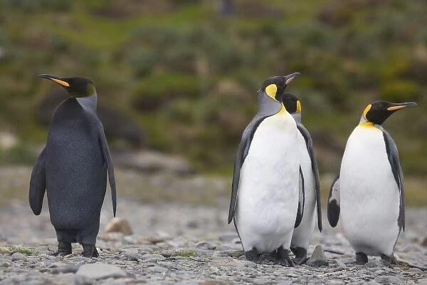 A dark charcoal gray colored melanistic king penguin stands out in a crowd of normal