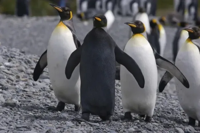 Framed Print : A dark charcoal gray colored melanistic king penguin contrasts sharply and stands