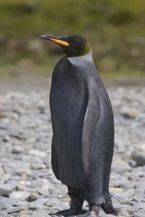 Framed Print : A dark charcoal gray colored melanistic king penguin contrasts sharply and stands Framed Print : A dark charcoal gray colored melanistic king penguin contrasts sharply and stands