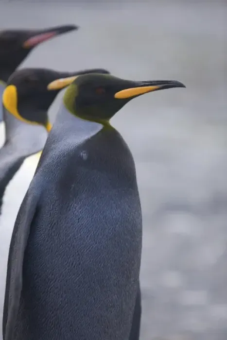 Framed Print : A dark charcoal gray colored melanistic king penguin stands out in a crowd of normal Framed Print : A dark charcoal gray colored melanistic king penguin stands out in a crowd of normal