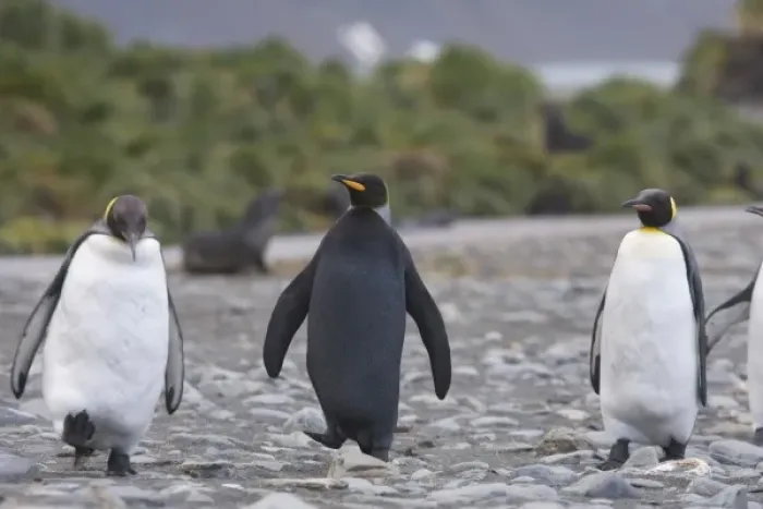 Framed Print : A dark charcoal gray colored melanistic king penguin stands out in a crowd of normal Framed Print : A dark charcoal gray colored melanistic king penguin stands out in a crowd of normal