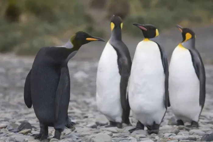 Framed Print : A dark charcoal gray colored melanistic king penguin stands out in a crowd of normal Framed Print : A dark charcoal gray colored melanistic king penguin stands out in a crowd of normal