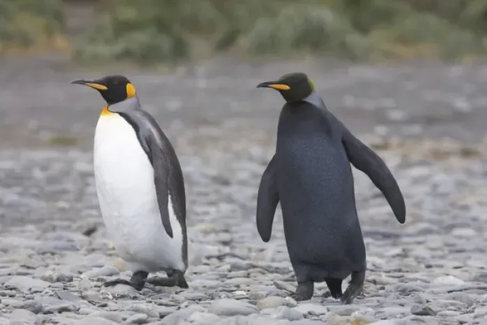 Framed Print : A dark charcoal gray colored melanistic king penguin walks with a normal colored Framed Print : A dark charcoal gray colored melanistic king penguin walks with a normal colored