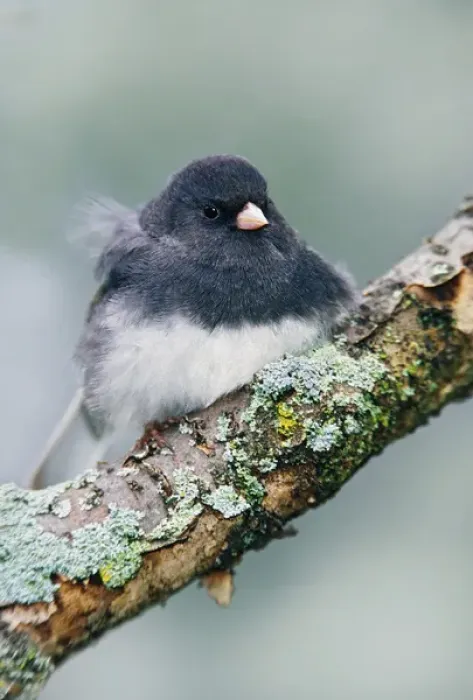 Framed Print : Dark-eyed Junco, Junco hyemalis Dark-eyed Junco, Junco hyemalis