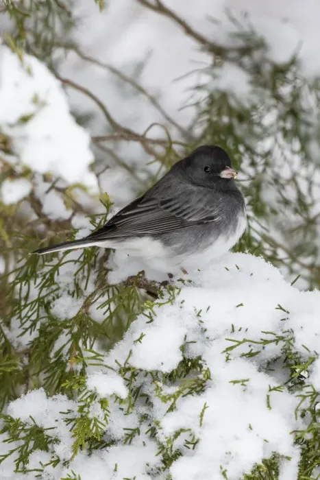 Framed Print : Dark-eyed Junco (Junco hyemalis) feeding in Red Cedar in winter, Marion County, Illinois