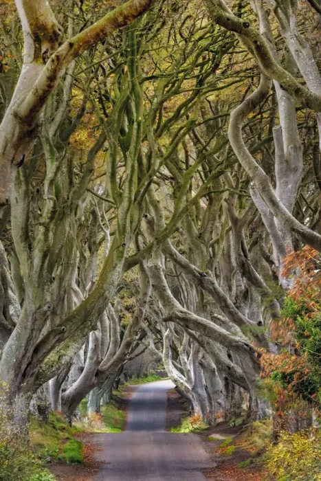 Framed Print : The Dark Hedges in County Antrim, Northern Ireland