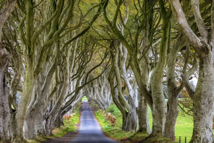 Framed Print : The Dark Hedges in County Antrim, Northern Ireland Framed Print : The Dark Hedges in County Antrim, Northern Ireland