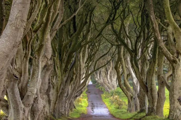 Framed Print : The Dark Hedges in Northern Ireland Framed Print : The Dark Hedges in Northern Ireland