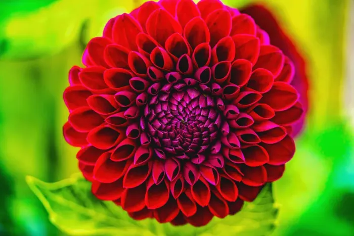 Framed Print : Dark red pompom ball dahlia blooming. Dahlia named Jessie G Framed Print : Dark red pompom ball dahlia blooming. Dahlia named Jessie G