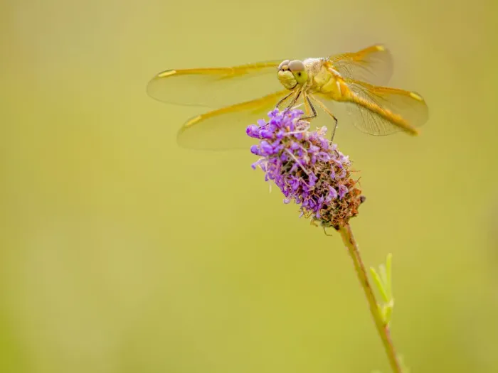 Framed Print : Darter dragonfly on prairie clover in prairie, Murphy-Hanrahan Regional Park Framed Print : Darter dragonfly on prairie clover in prairie, Murphy-Hanrahan Regional Park
