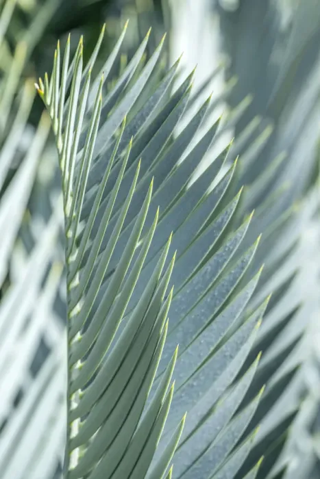 Framed Print : Date palm Framed Print : Date palm