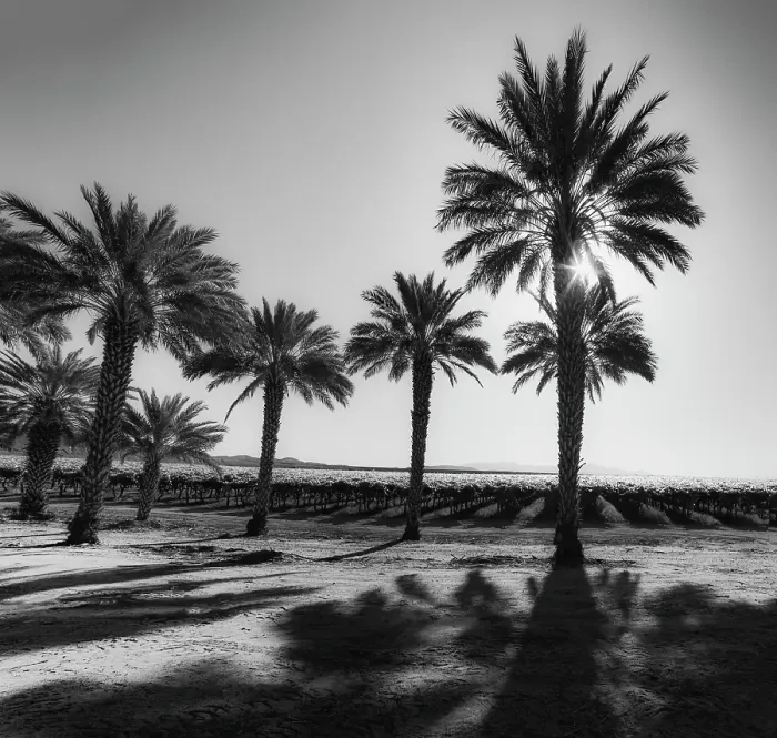 Framed Print : Date Palms, California Framed Print : Date Palms, California