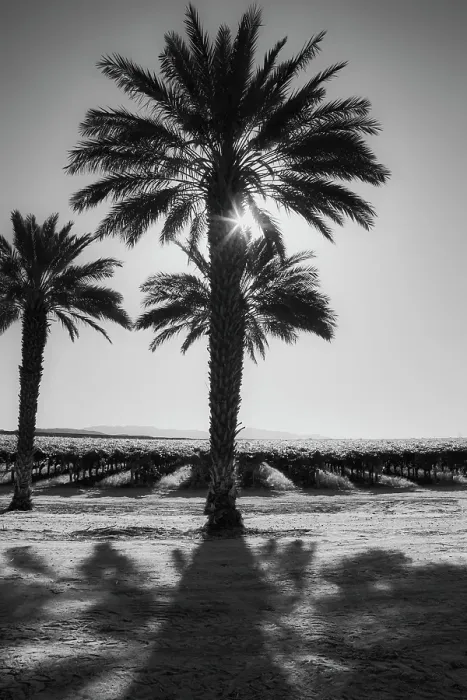 Framed Print : Date Palms, California Framed Print : Date Palms, California