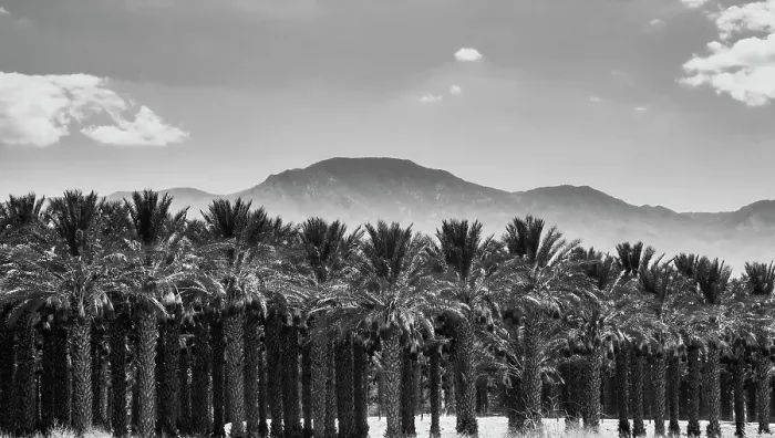 Framed Print : Date Palms, Coachella Valley, California, USA Framed Print : Date Palms, Coachella Valley, California, USA