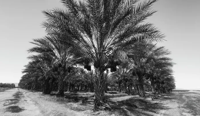 Framed Print : Date Palms, Coachella Valley, California, USA Framed Print : Date Palms, Coachella Valley, California, USA