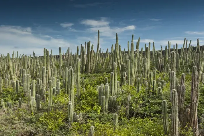 Framed Print : Datu Cactus (Ritterocereus griseus) Slagbaai National Park BONAIRE, Netherlands Antilles