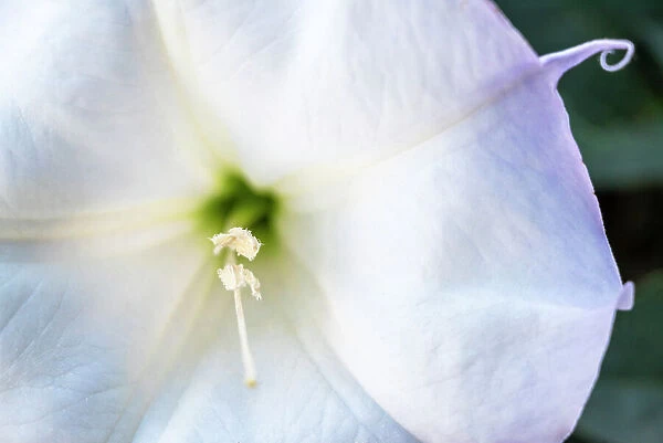 Datura trumpet flower close-up