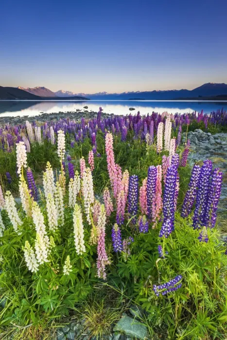 Framed Print : Dawn light on lupine at Lake Tekapo, Canterbury, South Island, New Zealand