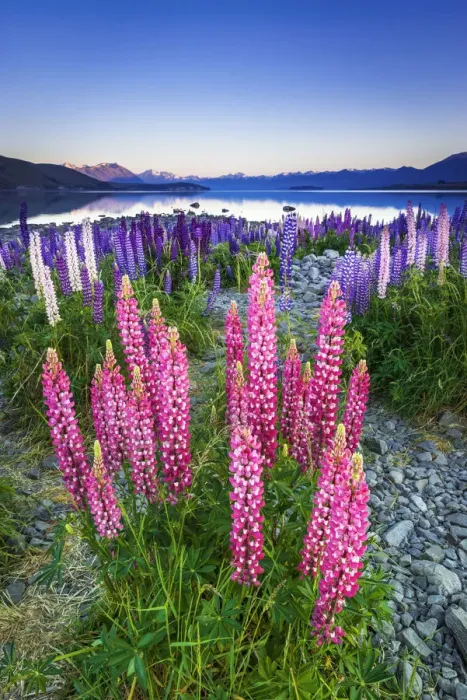 Framed Print : Dawn light on lupine at Lake Tekapo, Canterbury, South Island, New Zealand Framed Print : Dawn light on lupine at Lake Tekapo, Canterbury, South Island, New Zealand