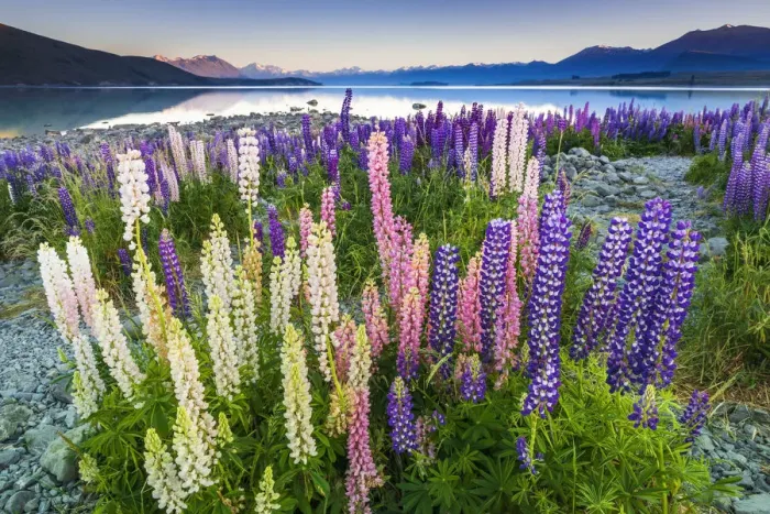 Framed Print : Dawn light on lupine at Lake Tekapo, Canterbury, South Island, New Zealand