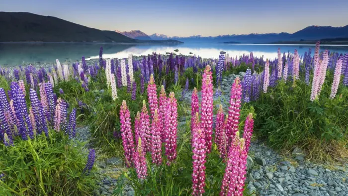 Framed Print : Dawn light on lupine at Lake Tekapo, Canterbury, South Island, New Zealand Framed Print : Dawn light on lupine at Lake Tekapo, Canterbury, South Island, New Zealand