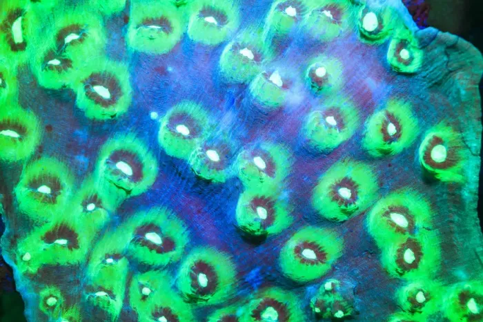 Framed Print : Day Fluorescing Framed Print : Day Fluorescing