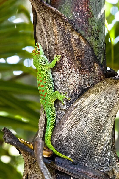 A day gecko crawls up a palm tree. Native to Madagascar. Phelsuma madagascariensis