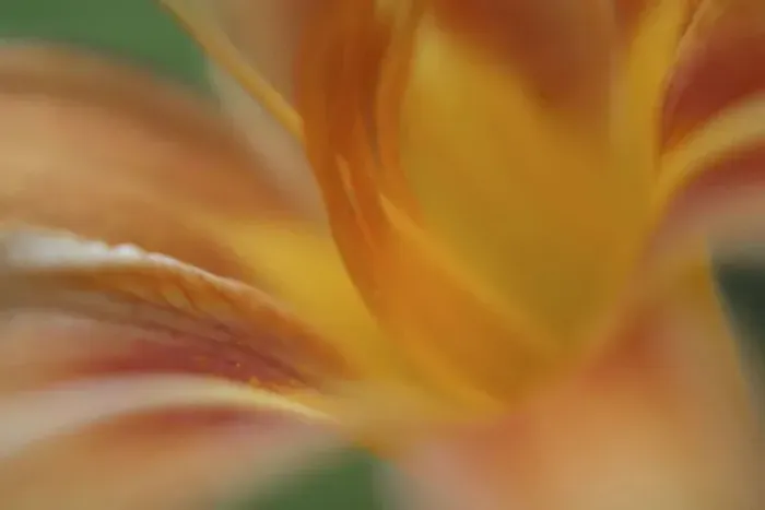 Framed Print : Day lily abstract Framed Print : Day lily abstract