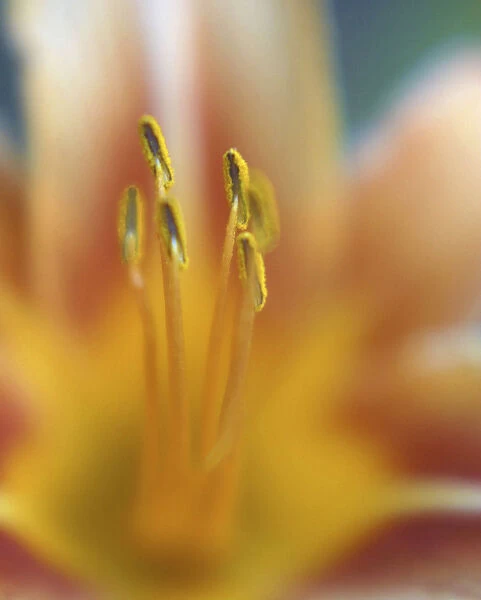 Day lily abstract