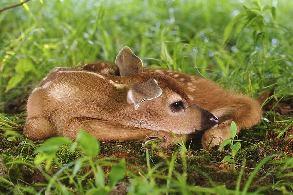 Two day old White-tailed Deer fawn, Odocoileus virginianus Two day old White-tailed Deer fawn