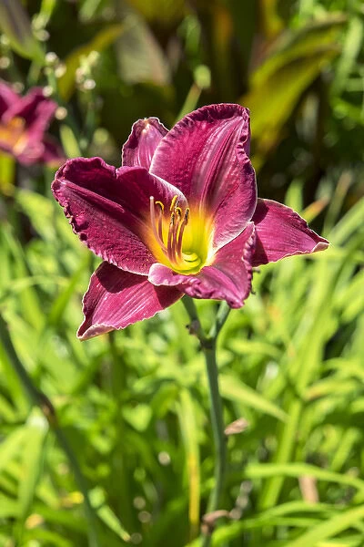 daylily, USA