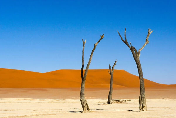 Dead Acacia trees in Deadvlei, Sossusvlei, Namib-Naukluft National Park, southern Narim Desert