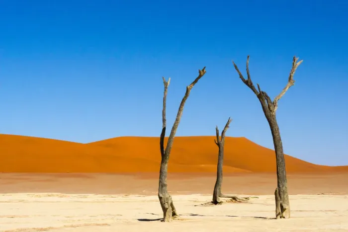 Framed Print : Dead Acacia trees in Deadvlei, Sossusvlei, Namib-Naukluft National Park, southern Narim Desert