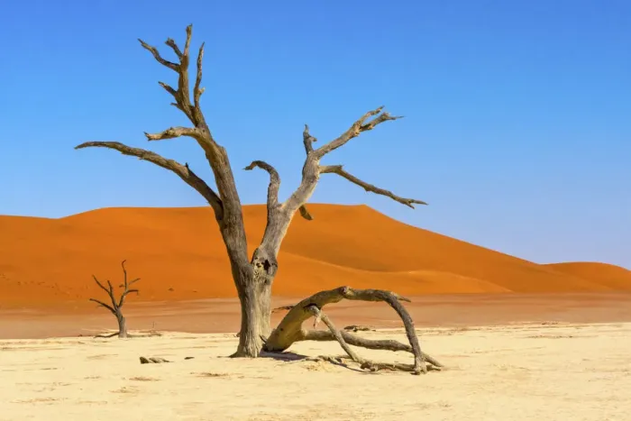 Framed Print : Dead acacia trees in Deadvlei, Sossusvlei, Namib-Naukluft National Park, southern Narim Desert Framed Print : Dead acacia trees in Deadvlei, Sossusvlei, Namib-Naukluft National Park, southern Narim Desert