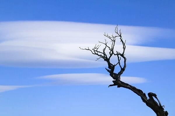 Dead burned tree with dramatic clouds in the blue sky, Torres del Paine National Park