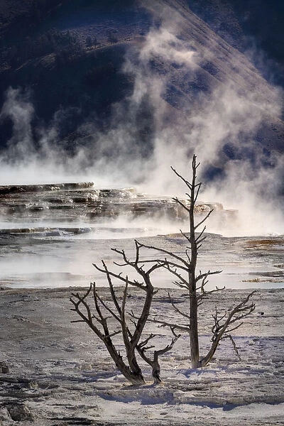 Dead calcified trees and colorful yellow and brown of the cyanobacteria living in Canary Springs, Yellowstone National Park, Wyoming