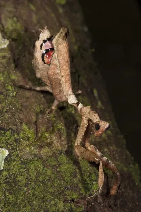 Framed Print : Dead-leaf Mantid (Acanthops sp. (falcataria?) Napo River bordering Yasuni National Park Framed Print : Dead-leaf Mantid (Acanthops sp. (falcataria?) Napo River bordering Yasuni National Park