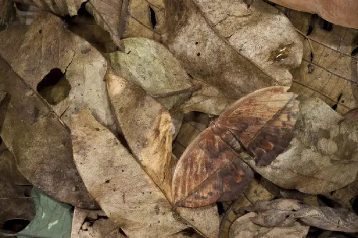 Framed Print : Dead-leaf Moth (Oxytenis sp), Yasuni National Park, Amazon Rainforest, ECUADOR