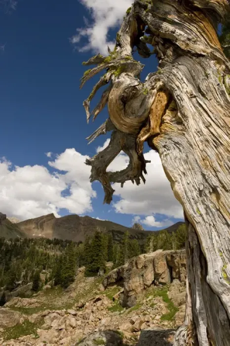 Framed Print : Dead Limber Pine, Pinus flexilis, subalpine zone, Alaska Basin, Teton Mountains, Rocky Mountains Framed Print : Dead Limber Pine, Pinus flexilis, subalpine zone, Alaska Basin, Teton Mountains, Rocky Mountains