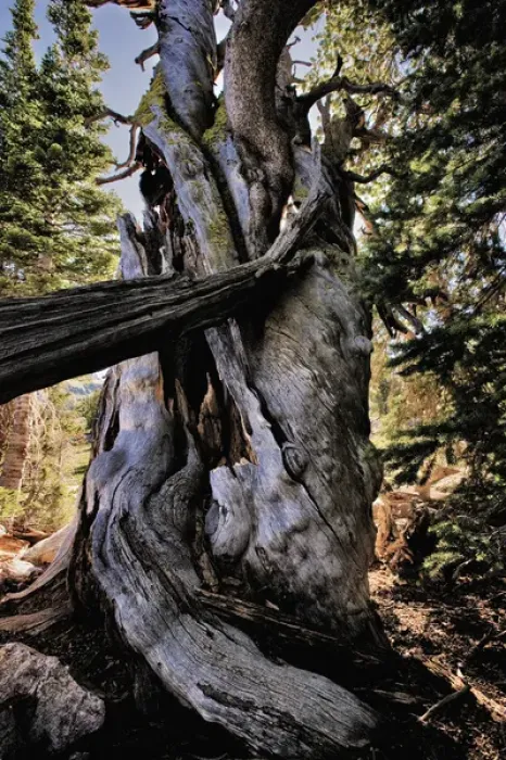 Framed Print : Dead Limber Pine, Pinus flexilis, subalpine zone, Alaska Basin, Teton Mountains, Rocky Mountains Framed Print : Dead Limber Pine, Pinus flexilis, subalpine zone, Alaska Basin, Teton Mountains, Rocky Mountains
