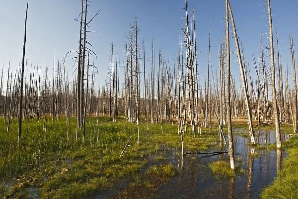 Dead lodgepole pines in marsh, Yellowstone National Park, Wyoming, USA